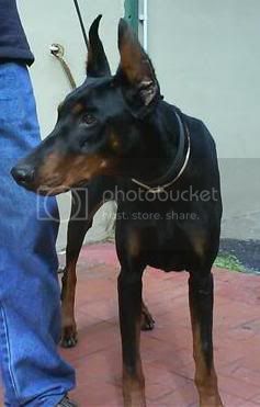 Odame' del Montaldo | Black Doberman Pinscher