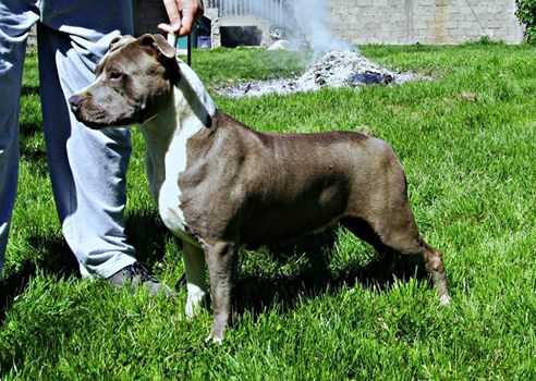 Valkira Elegant Of Cole | American Staffordshire Terrier 