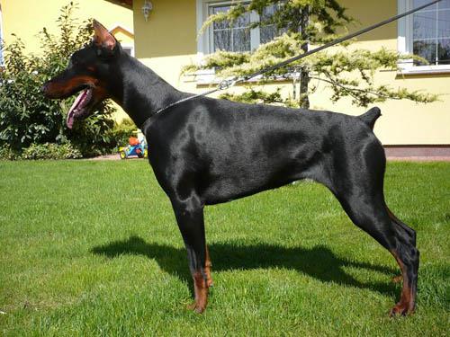 Amanda v. Pressilla | Black Doberman Pinscher