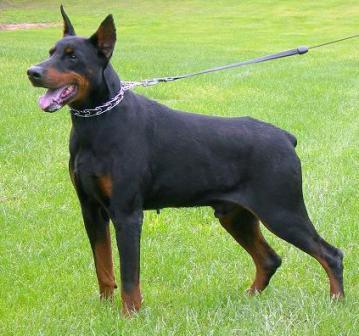 Castor v. Aesculap | Black Doberman Pinscher