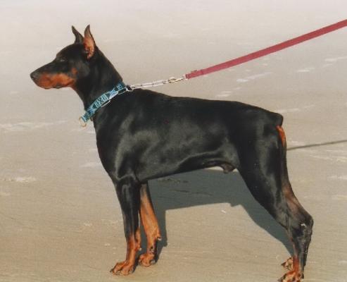 Tiuz Tyr des Sentiers Battus | Black Doberman Pinscher