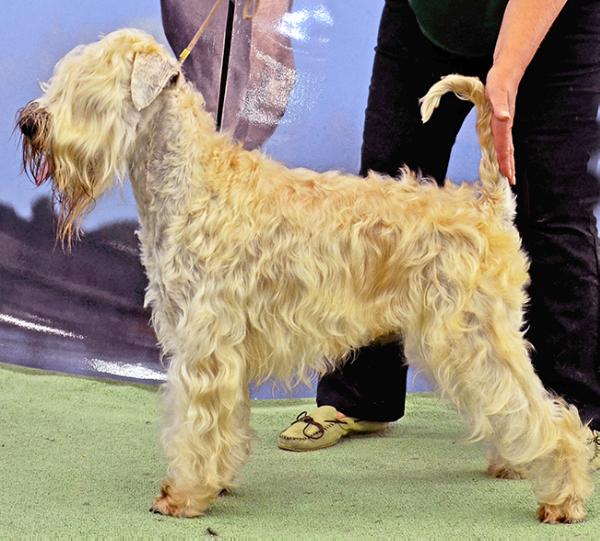 Macfinn Smartie At Bon Aquarel | Soft Coated Wheaten Terrier 