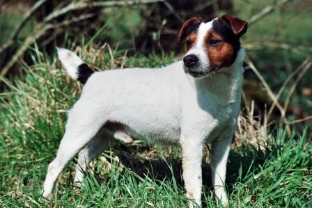 P-Brockton Jester | Parson Russell Terrier 