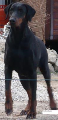 Tsunami-Joy Monique des Sentiers Battus | Black Doberman Pinscher