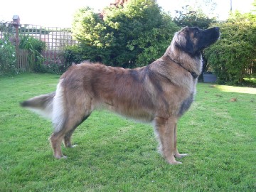 Starlock Bluebell | Leonberger 