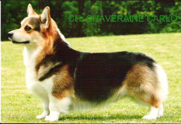 Chaveraine Carlo | Pembroke Welsh Corgi 