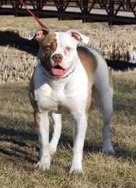 30th State's Denali | American Bulldog 