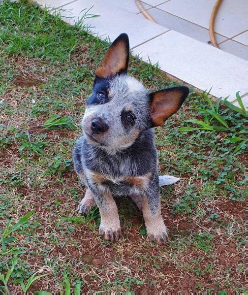 ACD LUNA | Australian Cattle Dog 