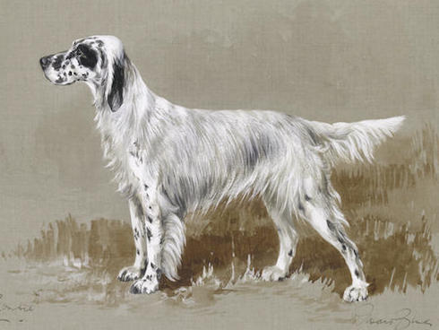 Jenny of Crombie | English Setter 