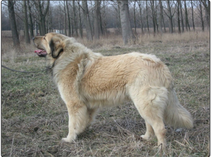 Goranin Don Vito Corleone | Yugoslavian Shepherd Dog-Sarplaninac 