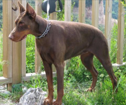 Thais-Creta de la Villa de Channes | Brown Doberman Pinscher