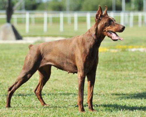 U'Shakira-Stinza de la Villa de Channes | Brown Doberman Pinscher