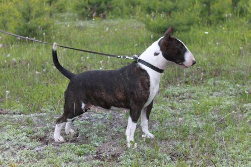 Besstrashnaya Monidgi Iz Voiska Tamerlana | Miniature Bull Terrier 