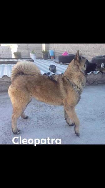 Cleopatra (Moctezuma) | Akita 