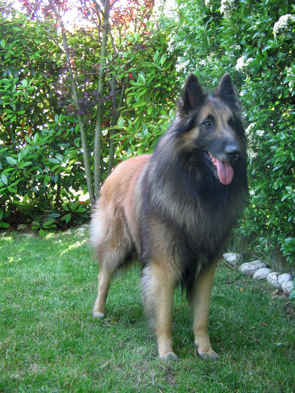 Balder dell'Antico Fiammingo | Belgian Tervuren 