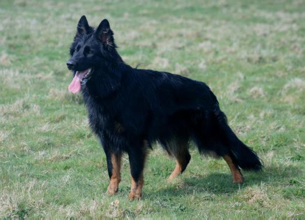 Opalia Taboo | German Shepherd Dog 