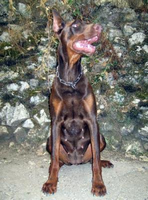 Thidjy du Caire de la Prairie | Brown Doberman Pinscher