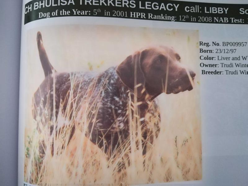 BHULISA TREKKERS LEGACY | German Shorthaired Pointer 