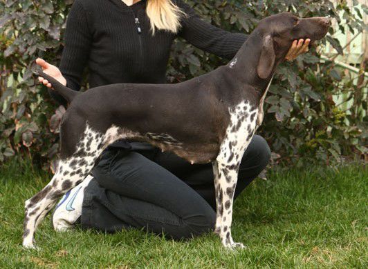 Chanel De La Haille Au Loup | German Shorthaired Pointer 