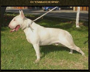 E´Nabuco de Sipan | Bull Terrier 