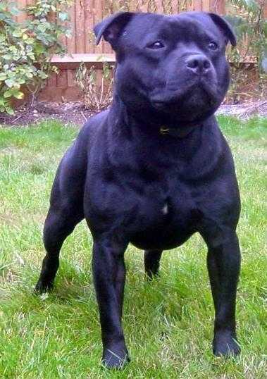 Megabyte Black Bomber | Staffordshire Bull Terrier 