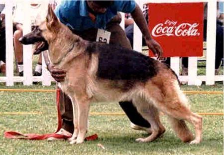 Nordstern Flora | German Shepherd Dog 