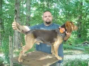 Scroghams Red Stony | Beagle 