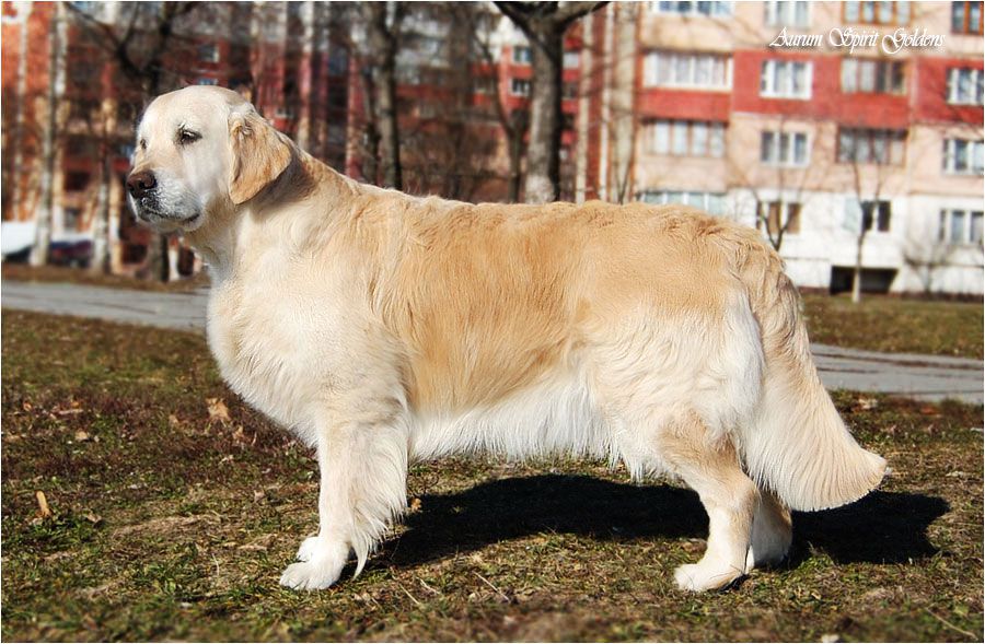 Lad Unity Blondess Queen | Golden Retriever 
