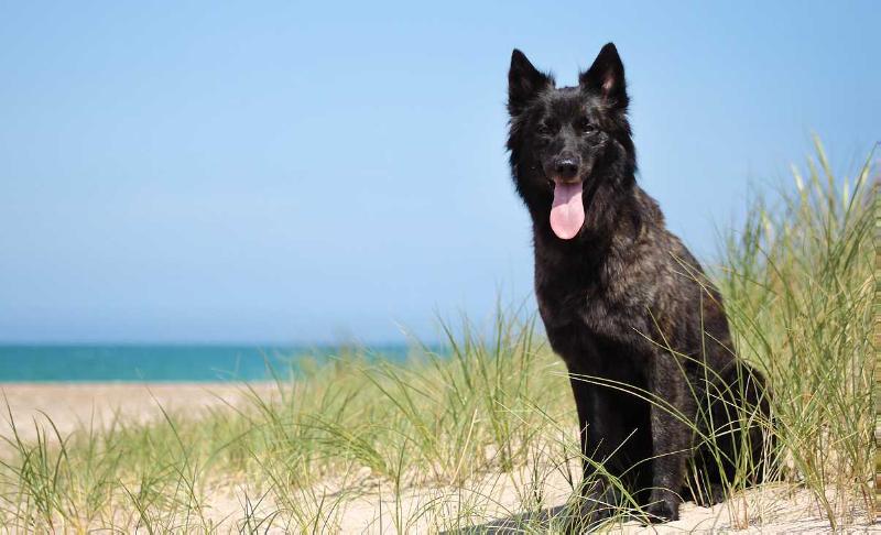 Calypso de la Horde d'Artémis | Dutch Shepherd 