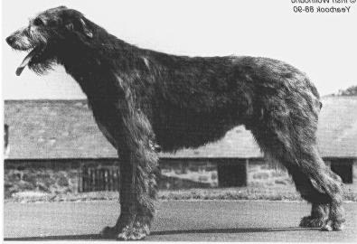 Caredig Yankeedoodle | Irish Wolfhound 