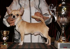 Edenas Kides Chanteur de Jeanette | Chihuahua 