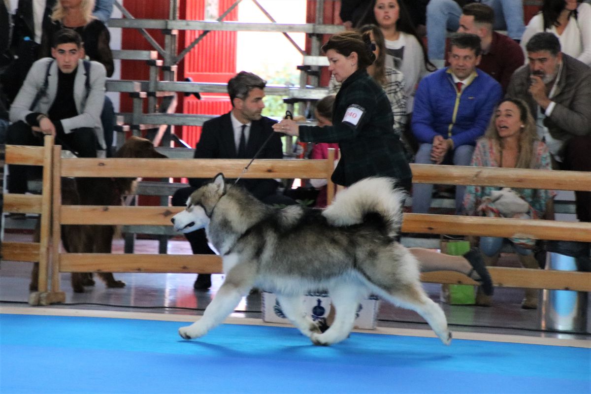 ARN ULF | Alaskan Malamute 