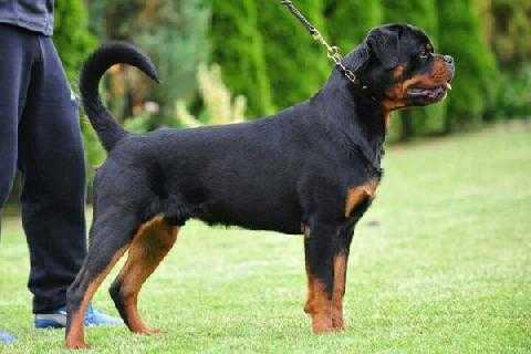 Arkan Haus of Rotties | Rottweiler 