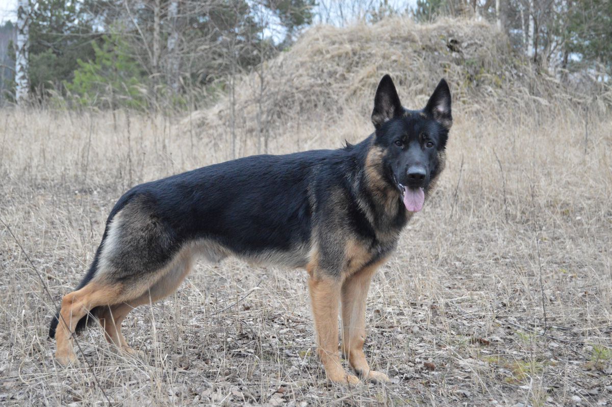 Grim Gold Grube von Lorden Hius | German Shepherd Dog 