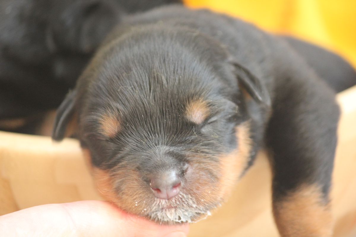 Lagvuchi Amber | Rottweiler 