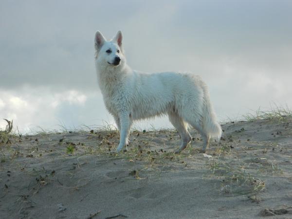 Briana Dios del Monte del Olimpo (Kingdom of Angels) | White Swiss Shepherd Dog 