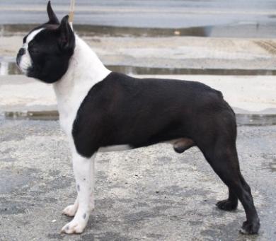 Kennedy's Pucker Up For Donmar | Boston Terrier 