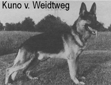 Kuno vom Weidtweg | German Shepherd Dog 