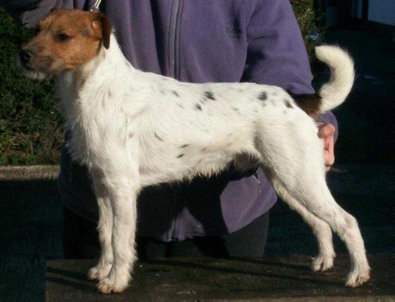Rushden Diamond Geezer | Parson Russell Terrier 