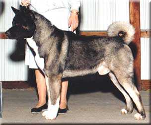 Gin No Taiyo Akira Mayonaka | Akita 