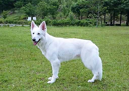 Tiffany von Neuman | White Swiss Shepherd Dog 