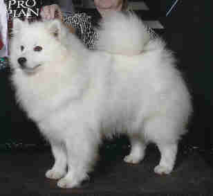 Alpine's Cutting Edge | American Eskimo Dog 