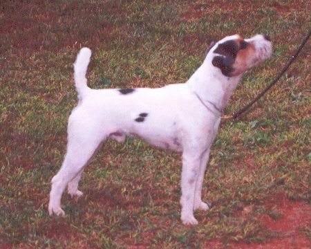 Long Creek Trance | Jack Russell Terrier 