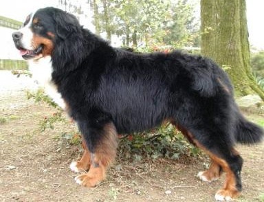 Rodin du Haras de la Vergne (2000) France | Bernese Mountain Dog 