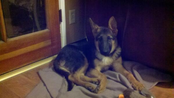 Jax vom shotwell | German Shepherd Dog 
