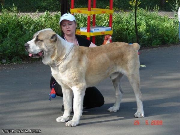Blesk Urala Loma | Central Asian Shepherd Dog 