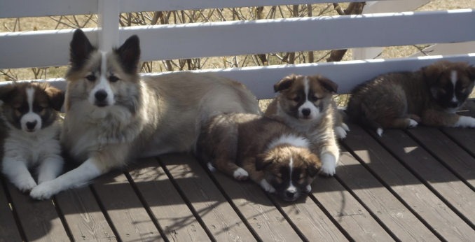 Snætinda Mær | Icelandic Sheepdog 