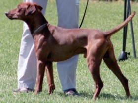 XANDOR vom Awarenring | German Pinscher 