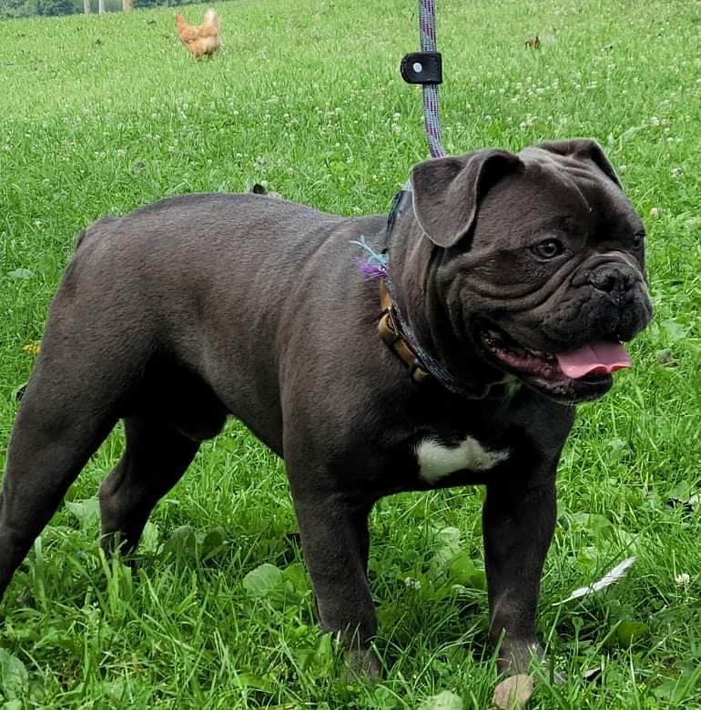 Tnt grape | Olde English Bulldogge 