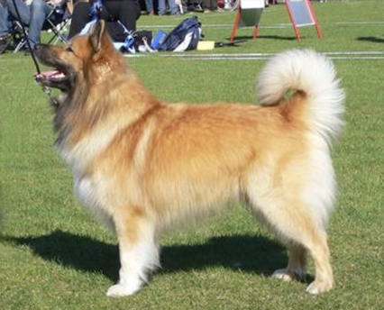 Meester Ridge Gisla Viking | Icelandic Sheepdog 